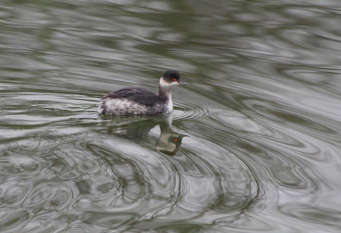 Black-necked Grebe