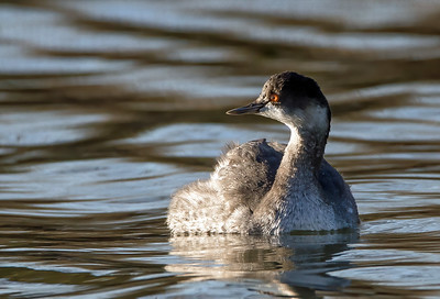 Black-necked Grebe