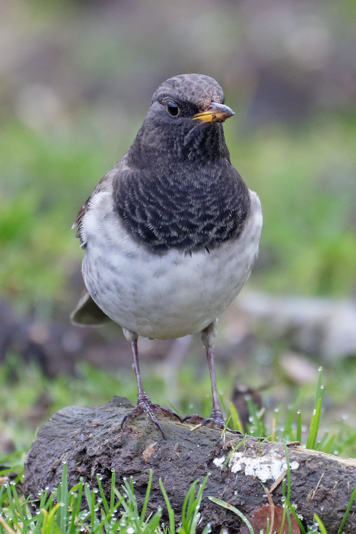 Black-throated Thrush