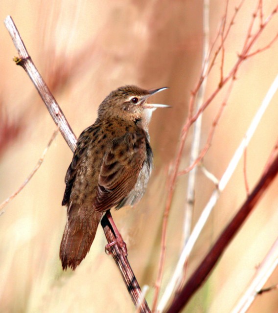 Grasshopper Warbler