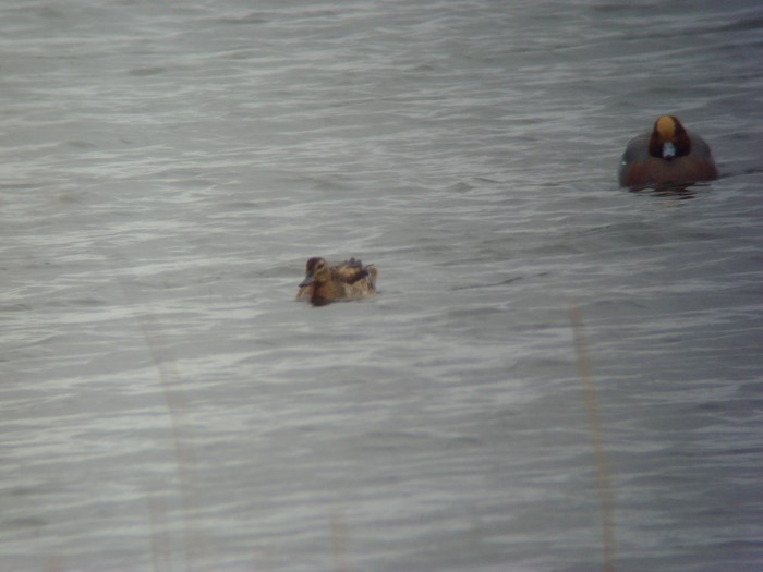 Garganey