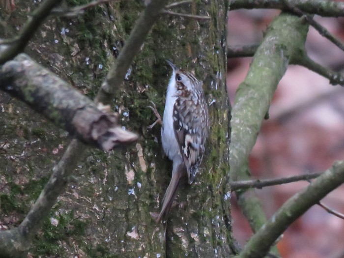 Northern Treecreeper
