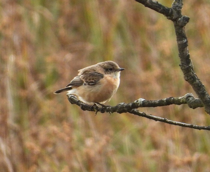 Siberian Stonechat
