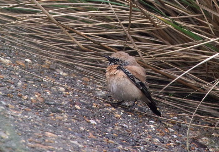 Desert Wheatear