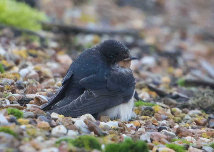 Swallow