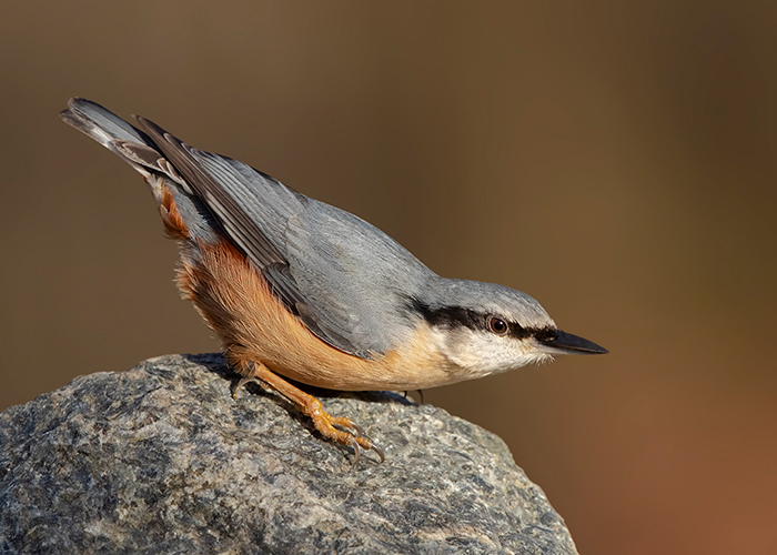 Nuthatch