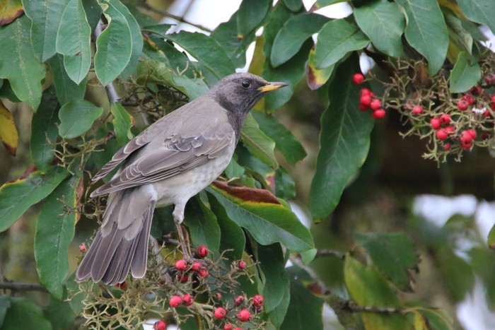 Black-throated Thrush