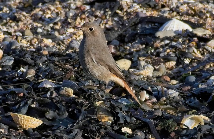 Black Redstart