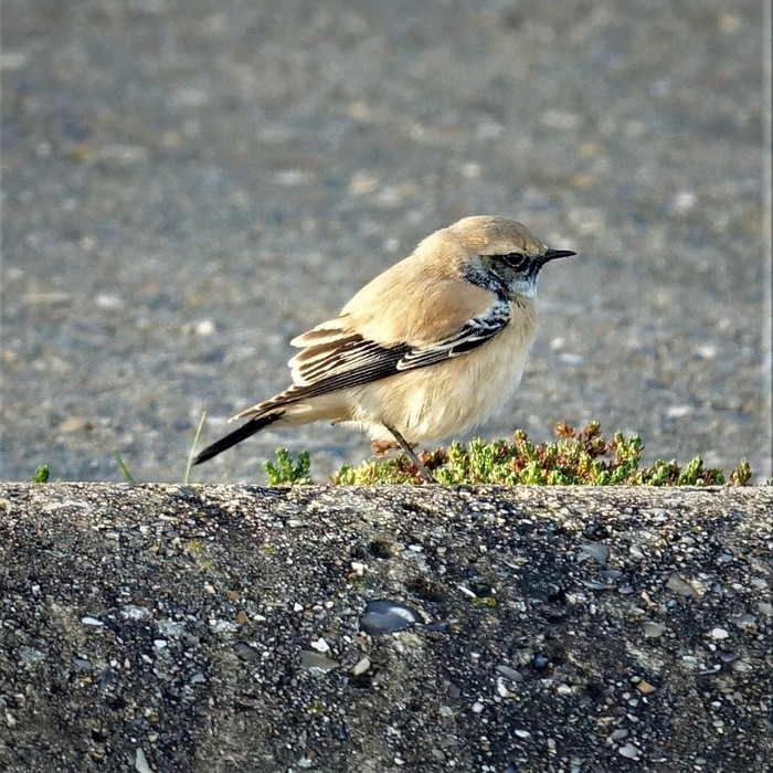 Desert Wheatear