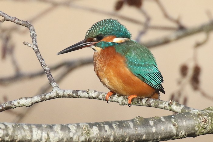Kingfisher