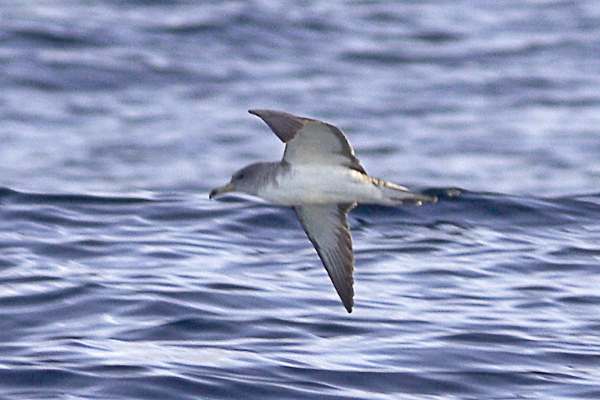 Cory's Shearwater