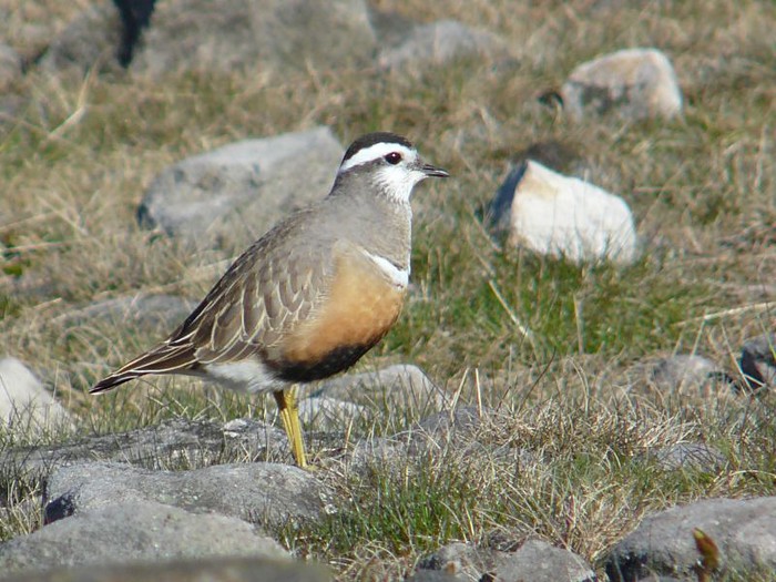 Dotterel