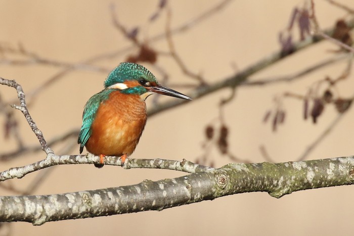 Kingfisher