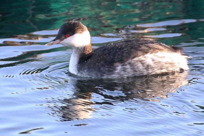 Slavonian Grebe