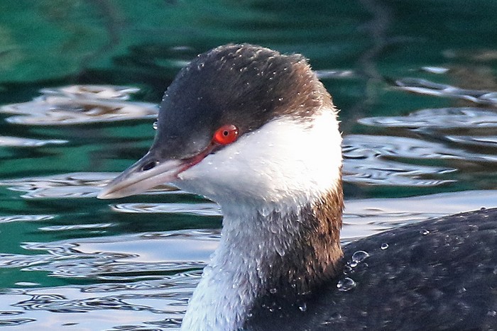Slavonian Grebe