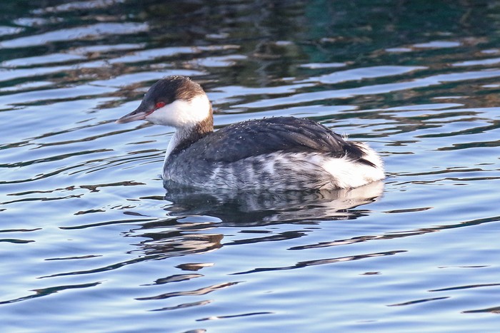 Slavonian Grebe