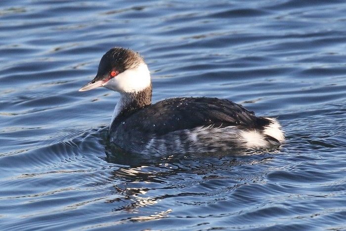 Slavonian Grebe