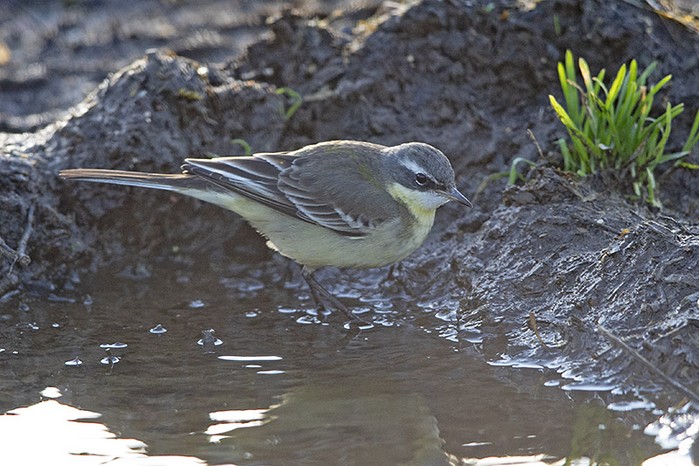 Blue-headed Eastern Yellow Wagtail