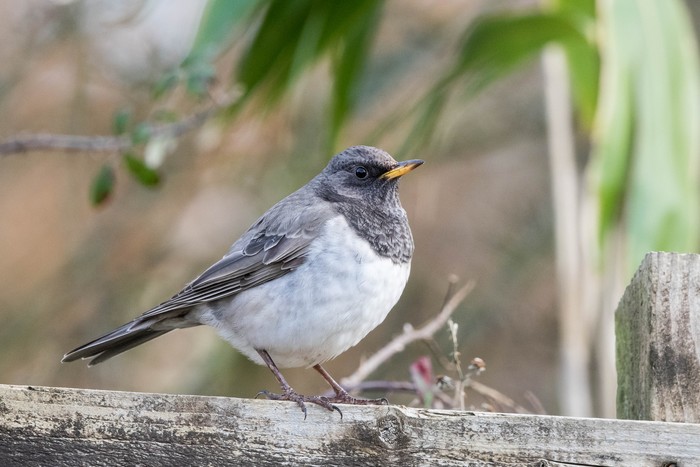 Black-throated Thrush