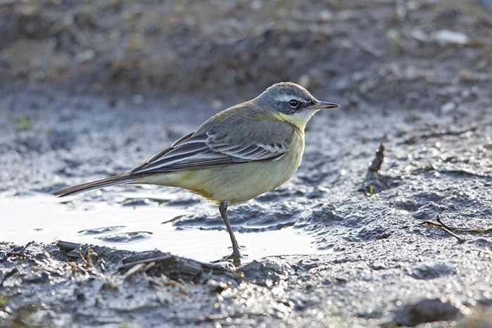 Blue-headed Eastern Yellow Wagtail