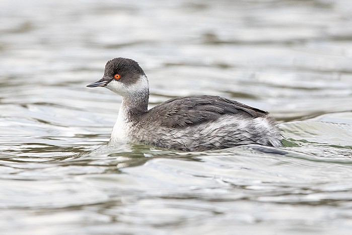 Black-necked Grebe