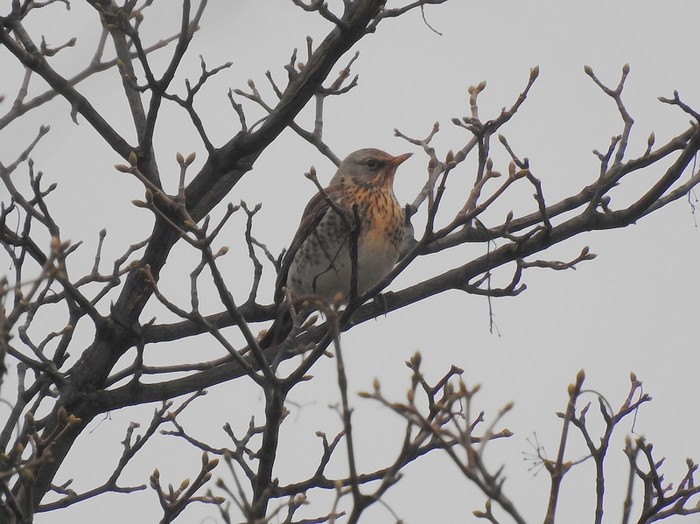 Fieldfare