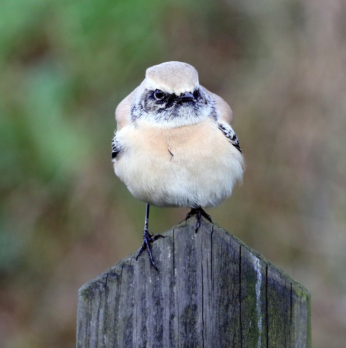 Desert Wheatear