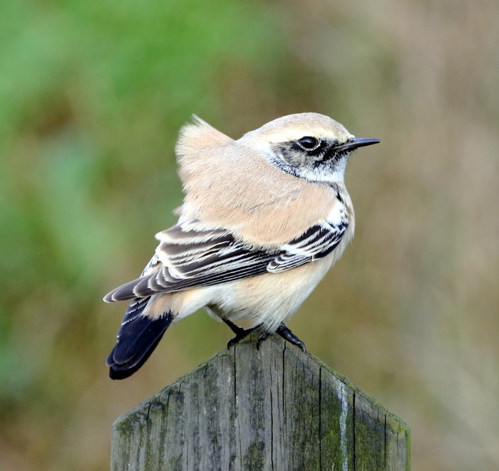 Desert Wheatear