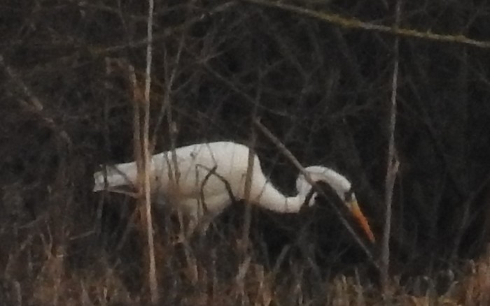 Great White Egret