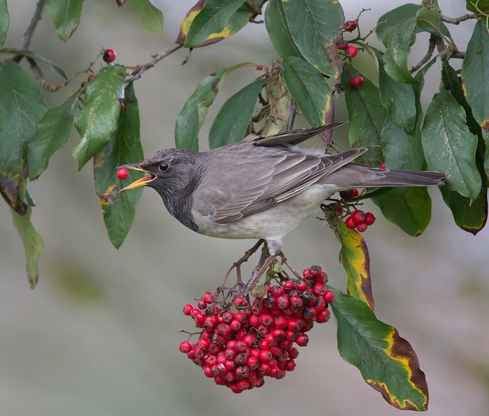 Black-throated Thrush