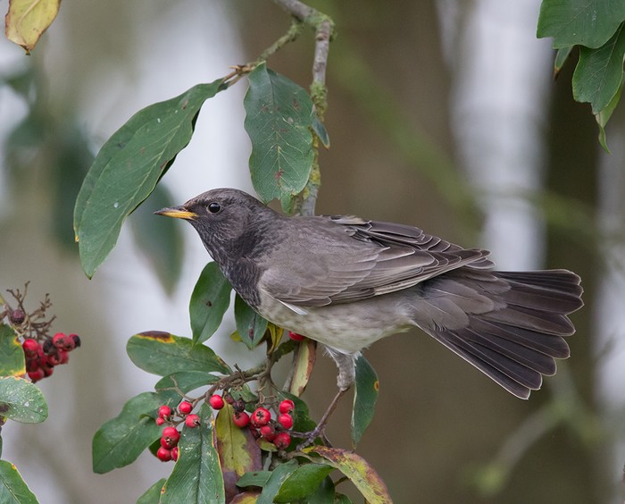 Black-throated Thrush