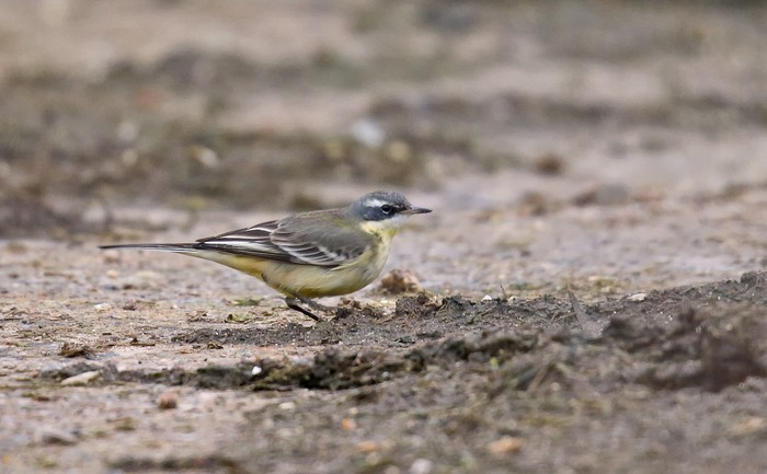 Eastern Yellow Wagtail