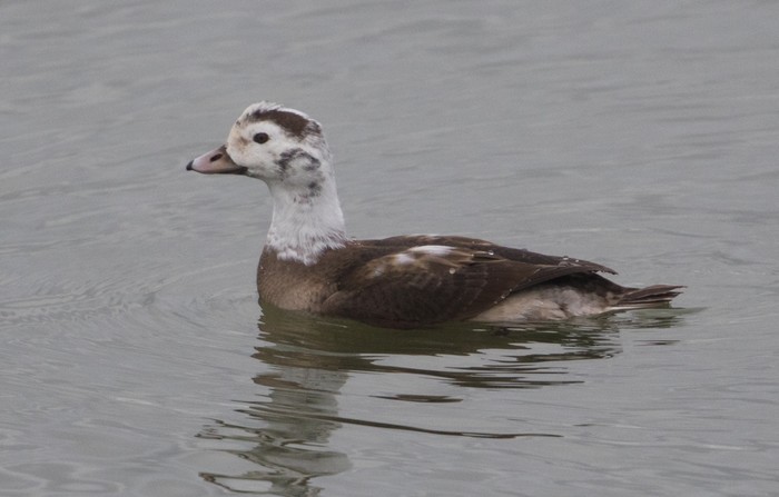 Long-tailed Duck