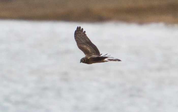 Hen Harrier