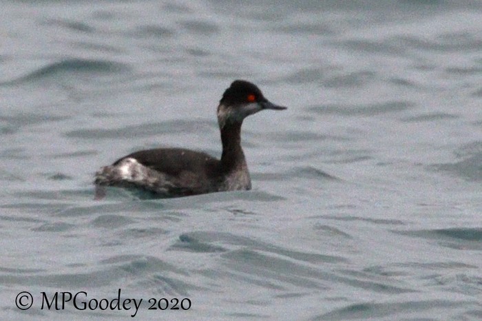 Black-necked Grebe