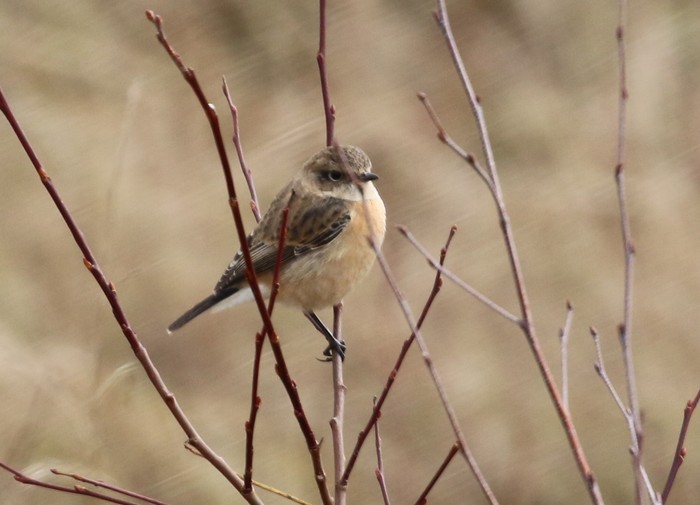 Siberian Stonechat