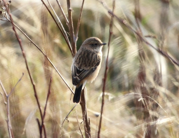 Siberian Stonechat