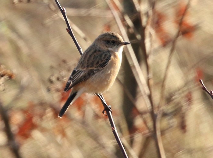 Siberian Stonechat
