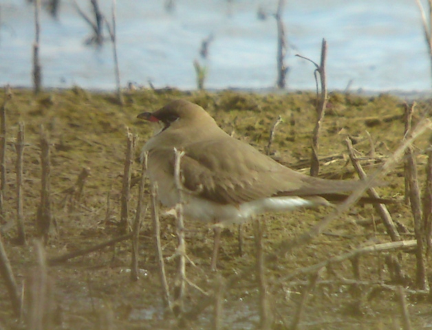 Oriental Pratincole