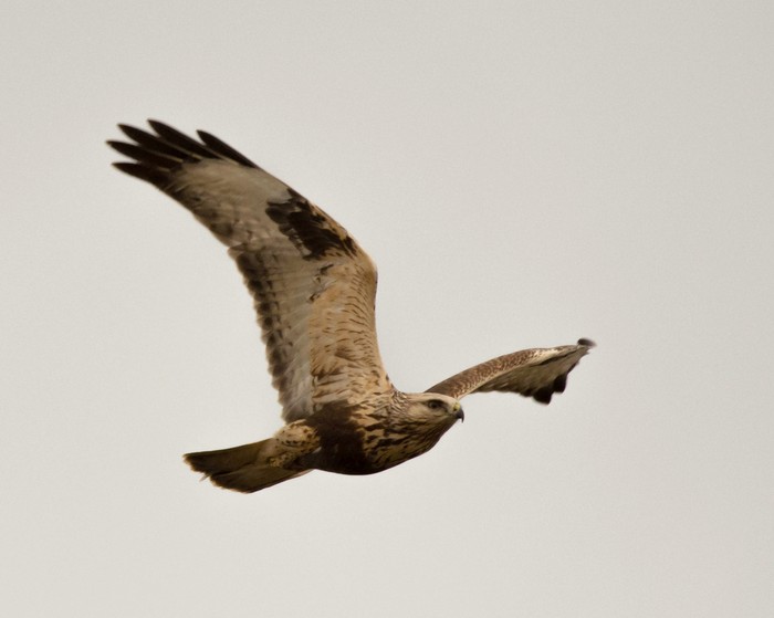 Rough-legged Buzzard