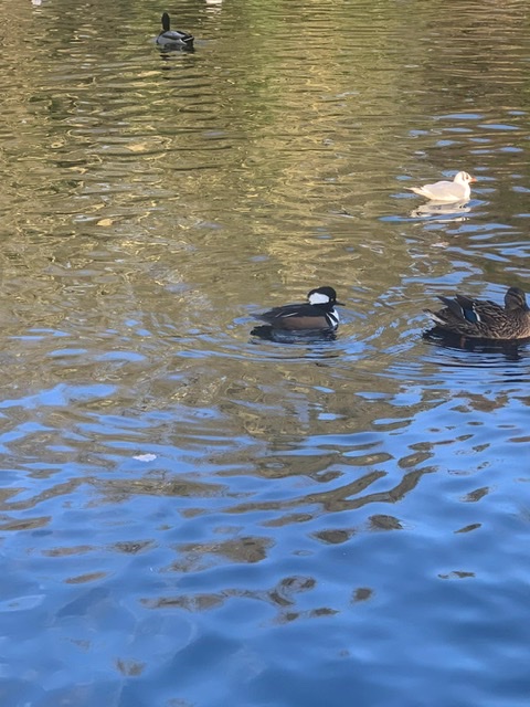 Hooded Merganser