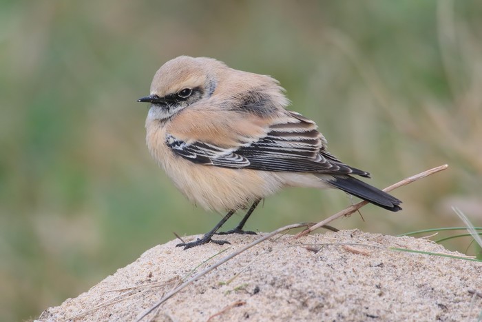 Desert Wheatear