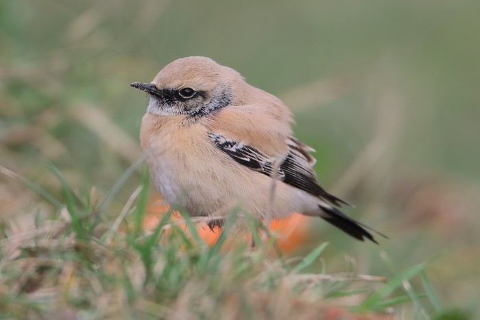 Desert Wheatear