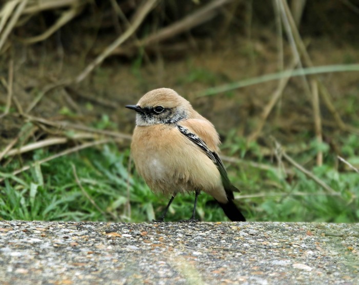 Desert Wheatear
