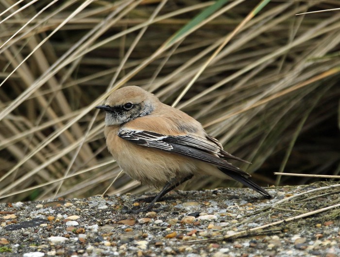 Desert Wheatear