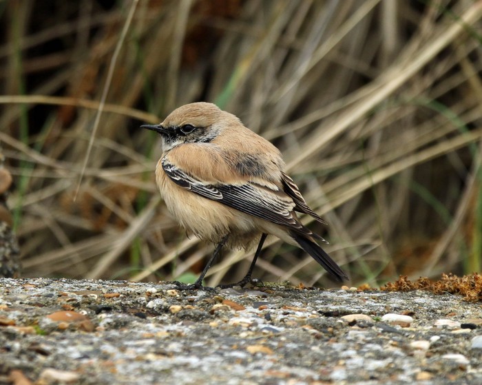 Desert Wheatear