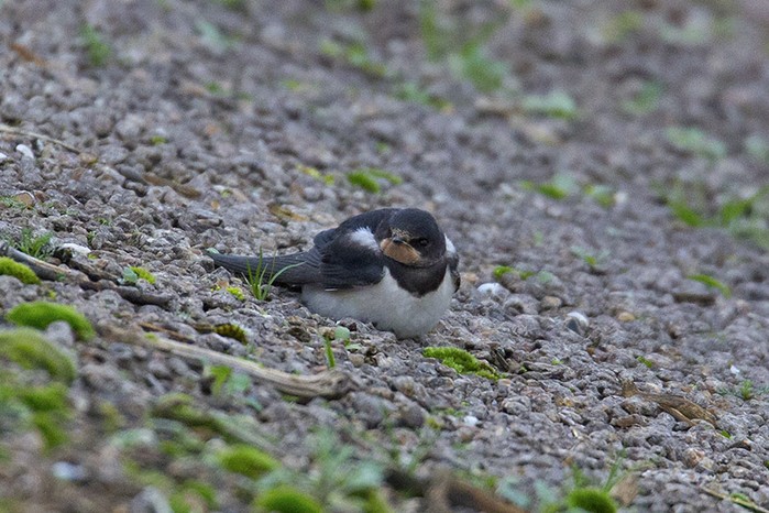 Swallow