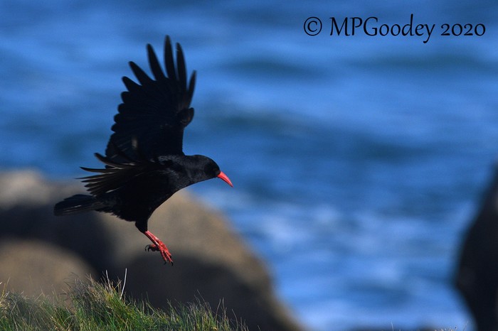Chough