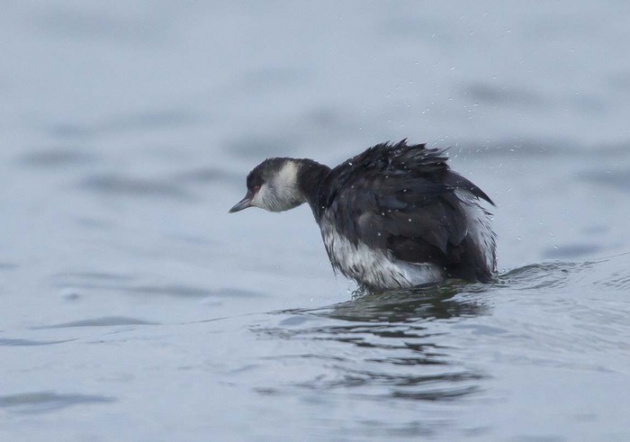 Slavonian Grebe