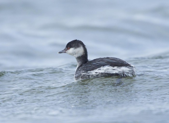 Slavonian Grebe